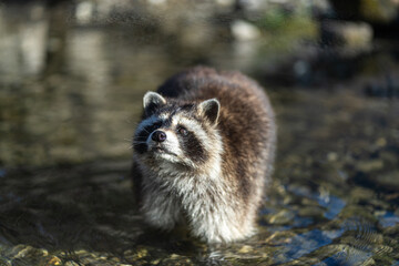 Rocky Raccoon