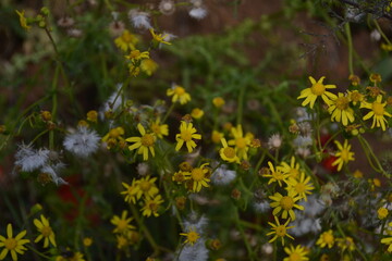 yellow flowers in the forest