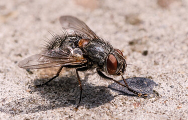 Resting fly early morining