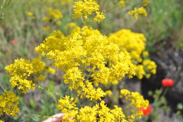 yellow flowers in the field