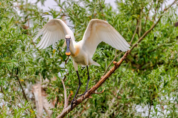 A Eurasian spoonbill in Bird sanctuary, on Lake Kerkini, Greece