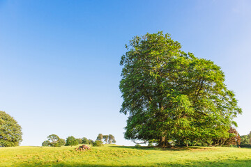 Fototapeta na wymiar The open parkland of Dallam Park on a sunny evening Milnthorpe, Cumbria, England