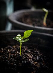 new life concept