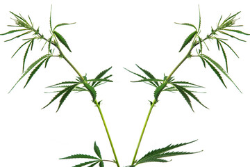 Two branches of hemp isolated on a white background.