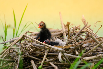 Obraz premium Baby bird in the nest