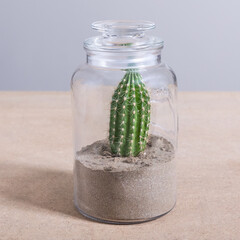 Armatocereus godingianus with cactus in the glass jar