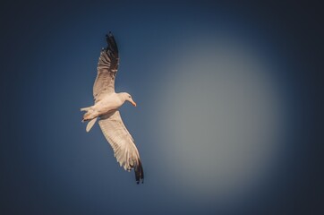 seagull in flight