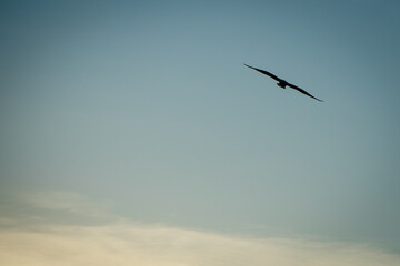 bird in flight