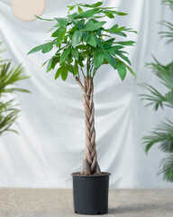Guiana Chestnut Malvaceae, money tree plant in black pot