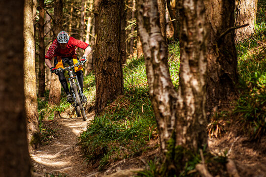 BALLINASTOE, IRELAND. A mountain biker riding a narrow trail through the forest in the purpose built MTB trail centre.