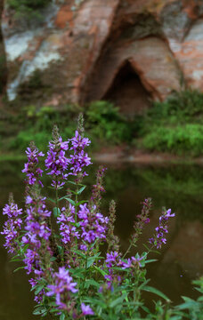 Purple wild flowers on a bokeh cave background, Latvia.