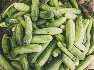 Closeup heap of cucumbers in braided basket at market. Harvested young fresh organic bio raw fruit on the market. Cooking, homemade gardening and healthy food concept, vitamins for strong immunity