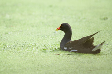 Purple Swamphen Looking for food in the swamp