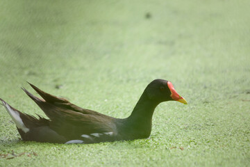 Purple Swamphen Looking for food in a small pond