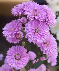 Beautiful flowers in home garden