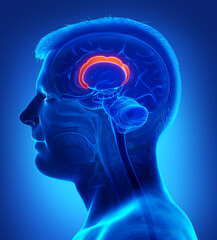 Obraz premium 3d rendered medically accurate illustration of the brain anatomy