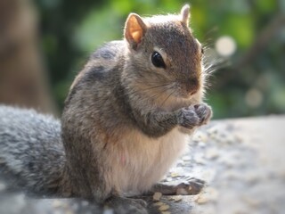 Squirrel eating in home garden 