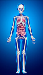 3d rendered medically accurate illustration of boy Internal organs and skeleton system