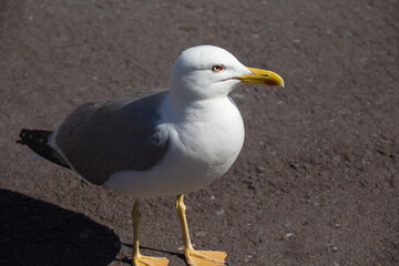 A seagull in the park