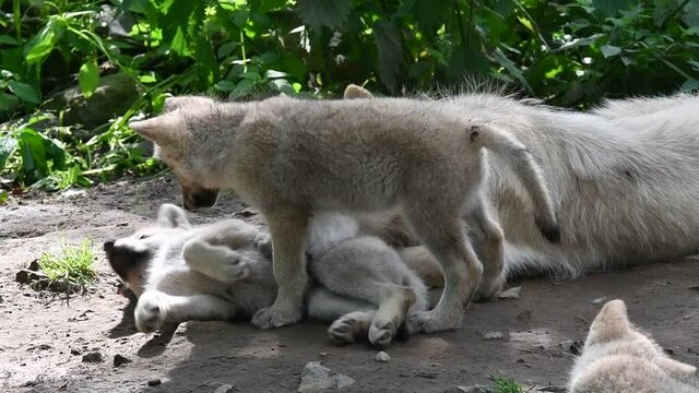 Hudson Bay wolves (Canis lupus hudsonicus) three white wolf pups playing near female at den, native to Canada