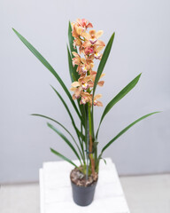 Boat orchid, cymbidium in the pot - obrazy, fototapety, plakaty