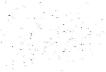 Flock of birds isolated on white background