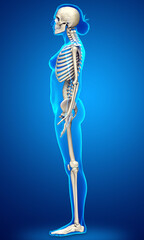 3d rendered, medically accurate illustration of a female skeleton system