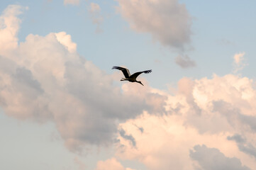 Beautiful view of stork which flying in sky.