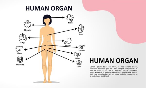 Human organ infographic elements with set of internal organs isolated on white background and placed in female body. Woman reproductive organs with girl silhouette and icons around