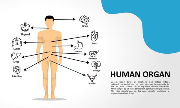 Human organ anatomy infographic of structure of human organs: thyroid, brain, heart, stomach, kidneys, liver, lungs. Visual scheme circulatory system. Biology icons images names organs vector