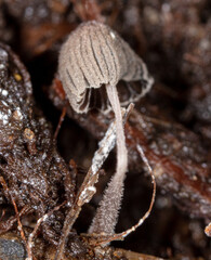 Small poisonous mushroom in the ground.