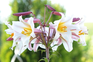 Orientalische Lilienblüten © Ivonne Berz