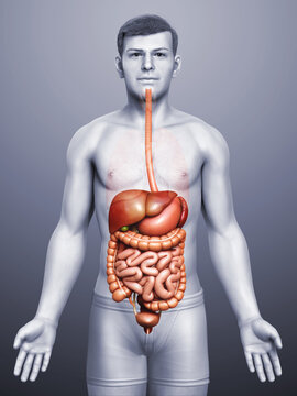 3d rendered medically accurate illustration of male Digestive System