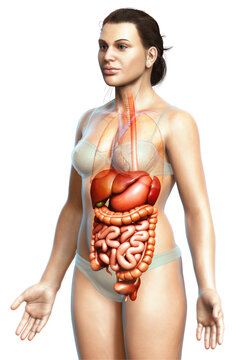 3d rendered medically accurate illustration of female Digestive System