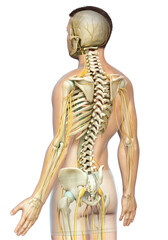 Fototapeta premium 3d rendered medically accurate illustration of the nervous system and skeleton system