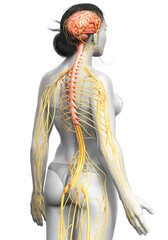 3d rendered medically accurate illustration of a female nervous system