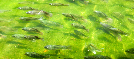 A fish swims in green water.