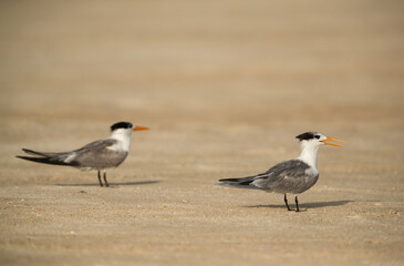 Greater Crested Terns on Busaiteen beach, Bahrain
