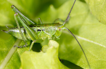 Green grasshopper in grassy vegetation.