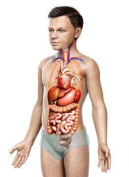 3d rendered medically accurate illustration of Boy Digestive System  and heart