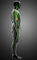 3d rendered medically accurate illustration of a male lymphatic system