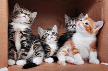 Tabby kittens in a cardboard box