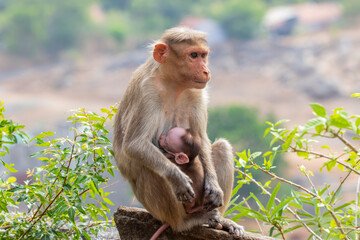 mother monkey feeding baby monkey sitting on a tree branch.