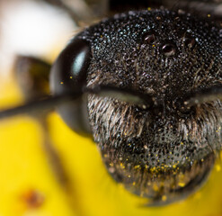 Closeup a bee on a yellow flower