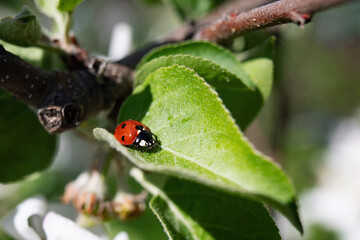 Red ladybug with black dots. Insect creeps on a branch. The beauty and harmony of nature. Drops of rain and dew.