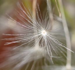Fluff on a dandelion on nature.