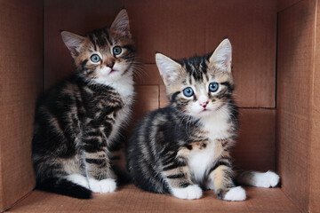 Tabby kittens in a cardboard box