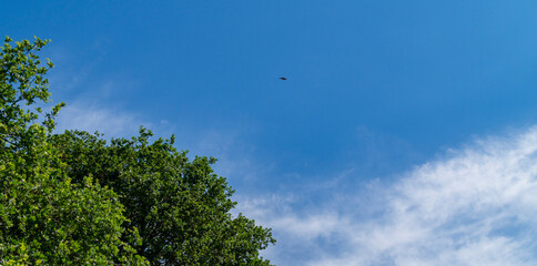 Obraz premium Uccello in volo nel cielo azzurro d'estate
