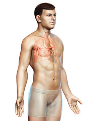 Fototapeta premium 3D illustration of Larynx Trachea Bronchi Part of Respiratory System.