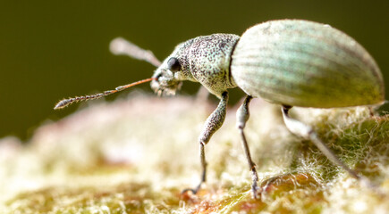 Close-up of a beetle on a plant